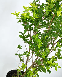 Ligustrum ovafolium, Jajčolistna kalina