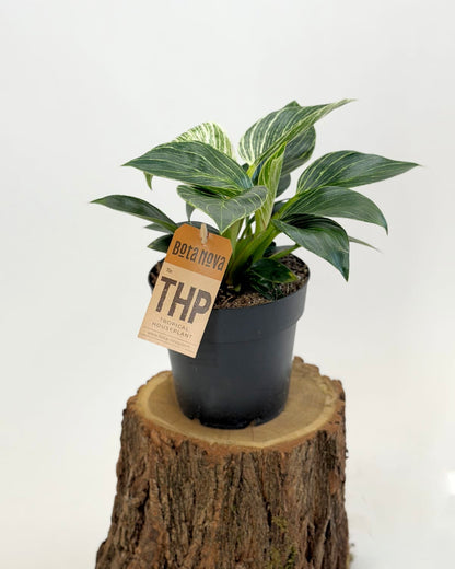 Philodendron White wave