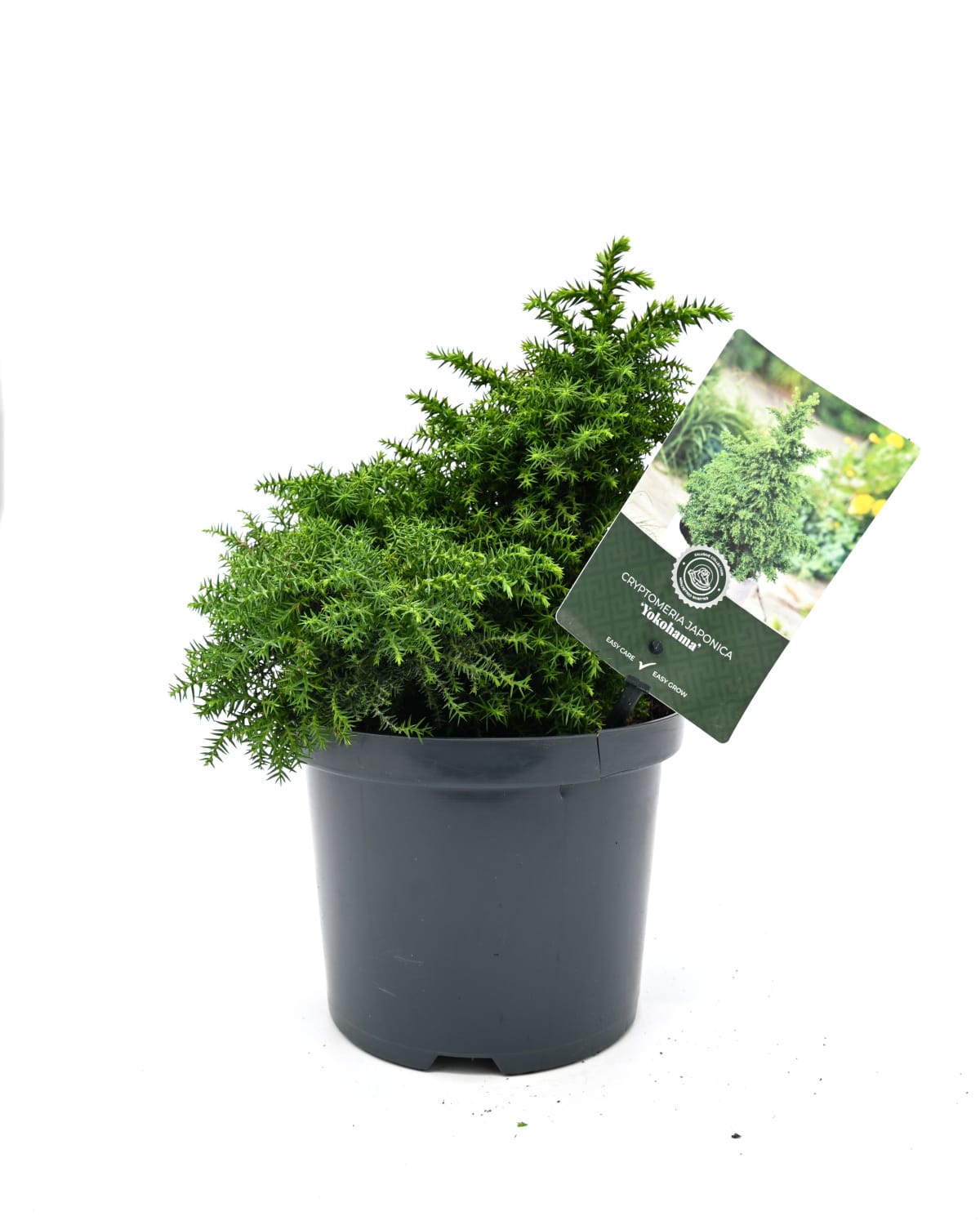 Cyptomeria Yokohama, japonska kriptomerija