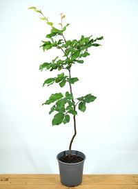 Bukev za živo mejo, Fagus Sylvatica