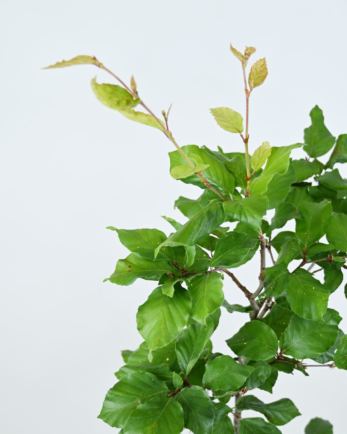 Bukev za živo mejo, Fagus Sylvatica
