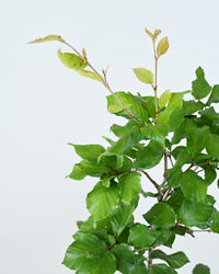 Bukev za živo mejo, Fagus Sylvatica