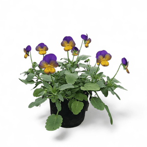 Viola tricolor var. hortensis, drobnocvetna mačeha