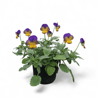 Viola tricolor var. hortensis, drobnocvetna mačeha