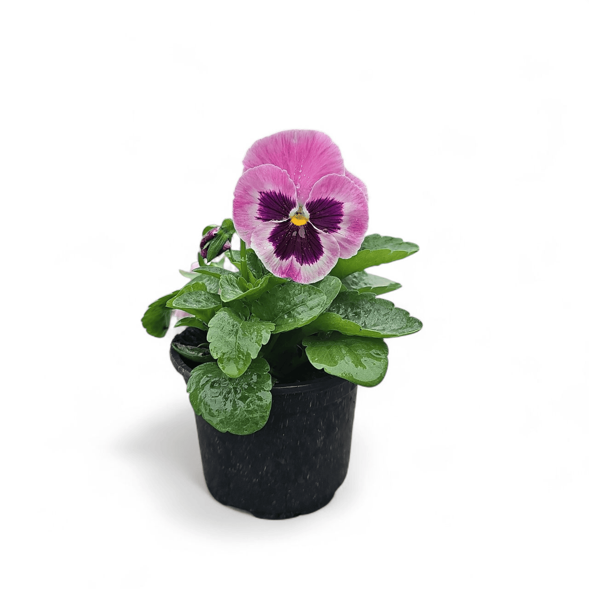 Viola wittrockiana, Velikocvetna mačeha
