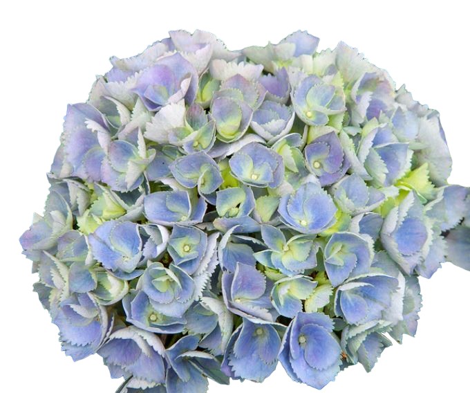 Hydrangea macrophylla, hortenzija Več barvnih kombinacij