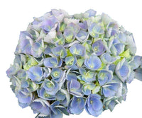 Hydrangea macrophylla, hortenzija Več barvnih kombinacij