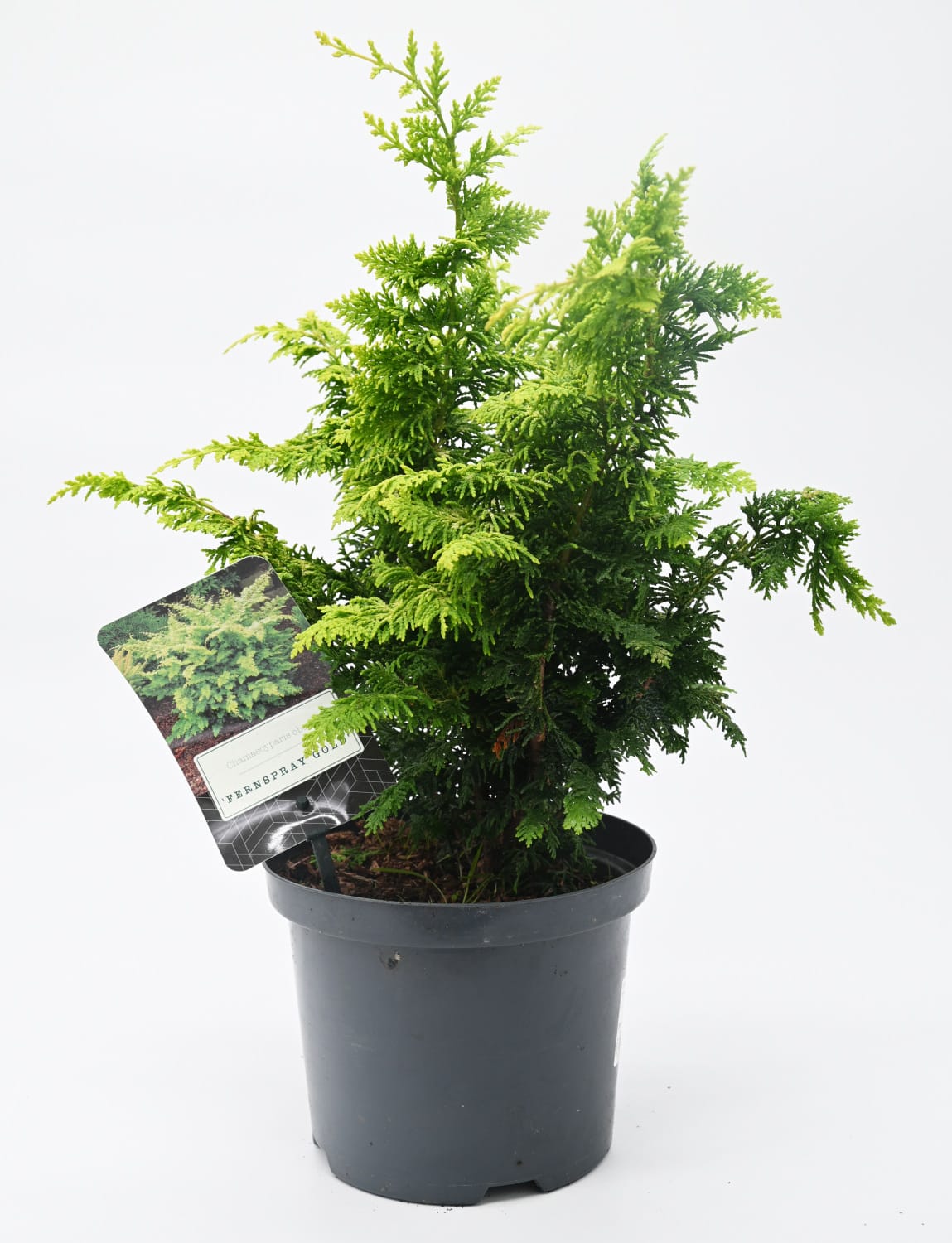 Chamaecyparis Fernspray Gold, pacipresa