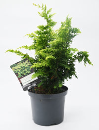 Chamaecyparis Fernspray Gold, pacipresa