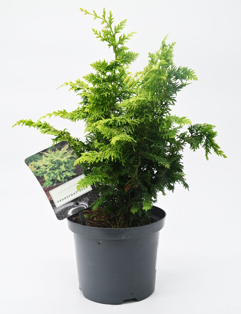 Chamaecyparis Fernspray Gold, pacipresa