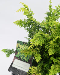 Chamaecyparis Fernspray Gold, pacipresa