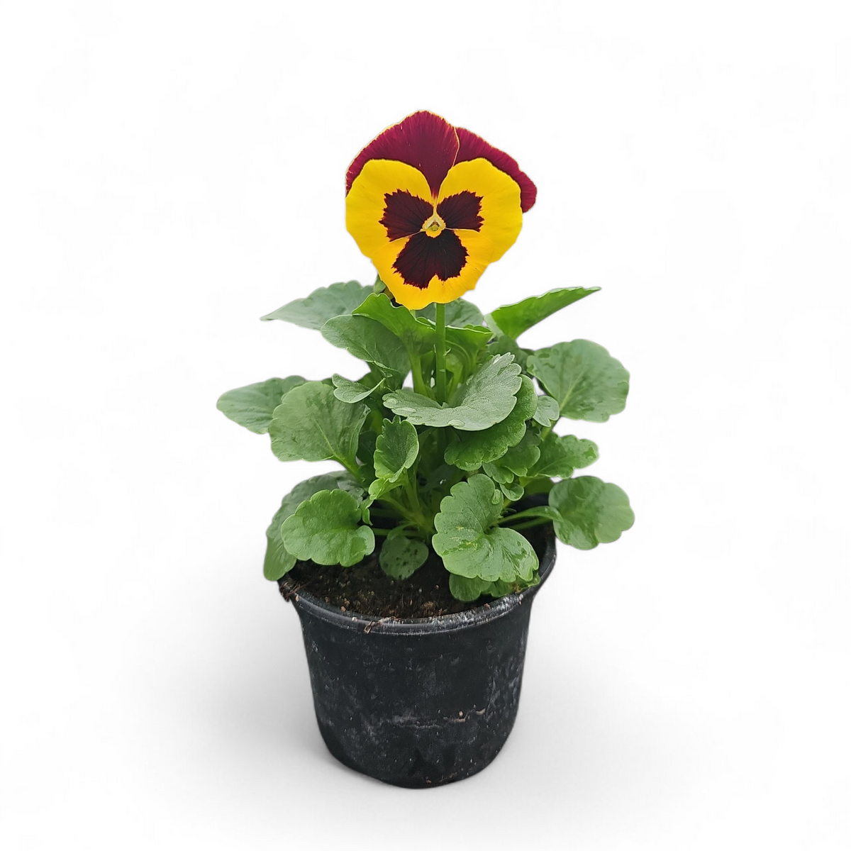 Viola wittrockiana, Velikocvetna mačeha
