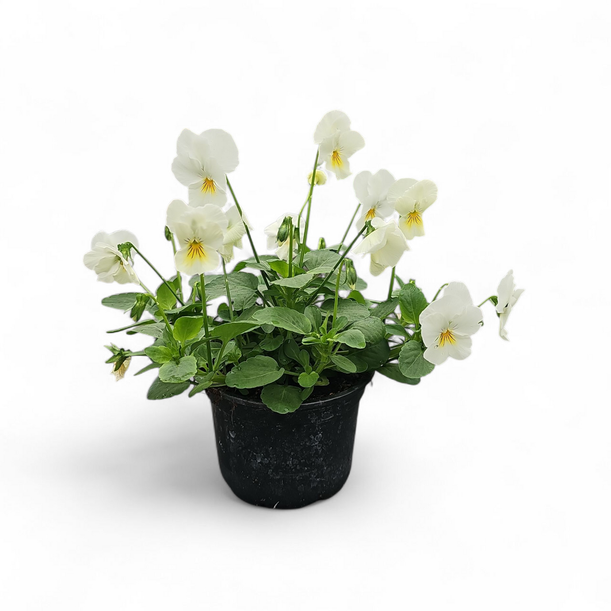 Viola tricolor var. hortensis, drobnocvetna mačeha