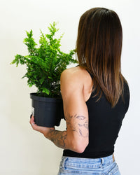 Chamaecyparis Fernspray Gold, pacipresa