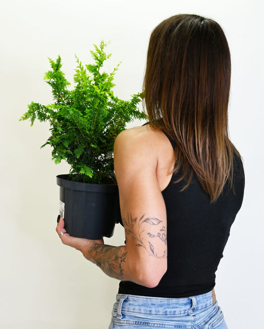Chamaecyparis Fernspray Gold, pacipresa
