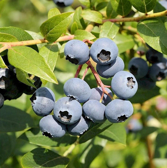 Vaccinium corymbosum 'Hortblue Petit' – ameriška borovnica