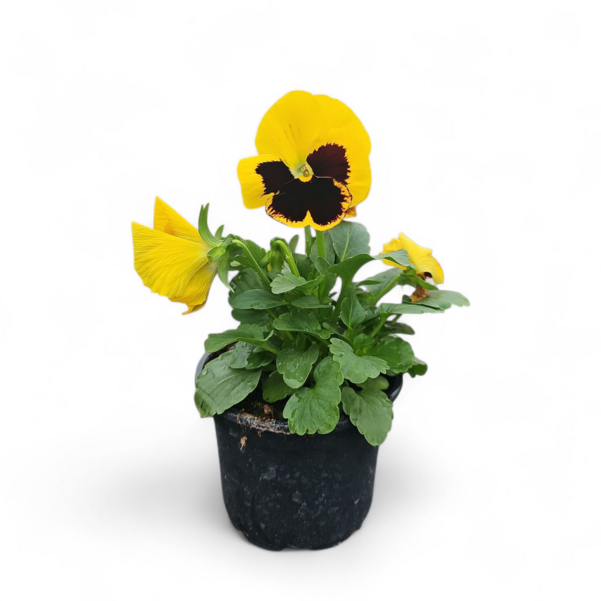 Viola wittrockiana, Velikocvetna mačeha