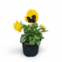 Viola wittrockiana, Velikocvetna mačeha