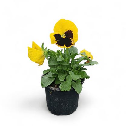 Viola wittrockiana, Velikocvetna mačeha
