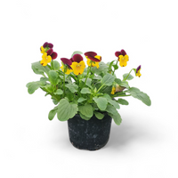 Viola tricolor var. hortensis, drobnocvetna mačeha