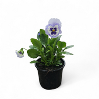 Viola wittrockiana, Velikocvetna mačeha