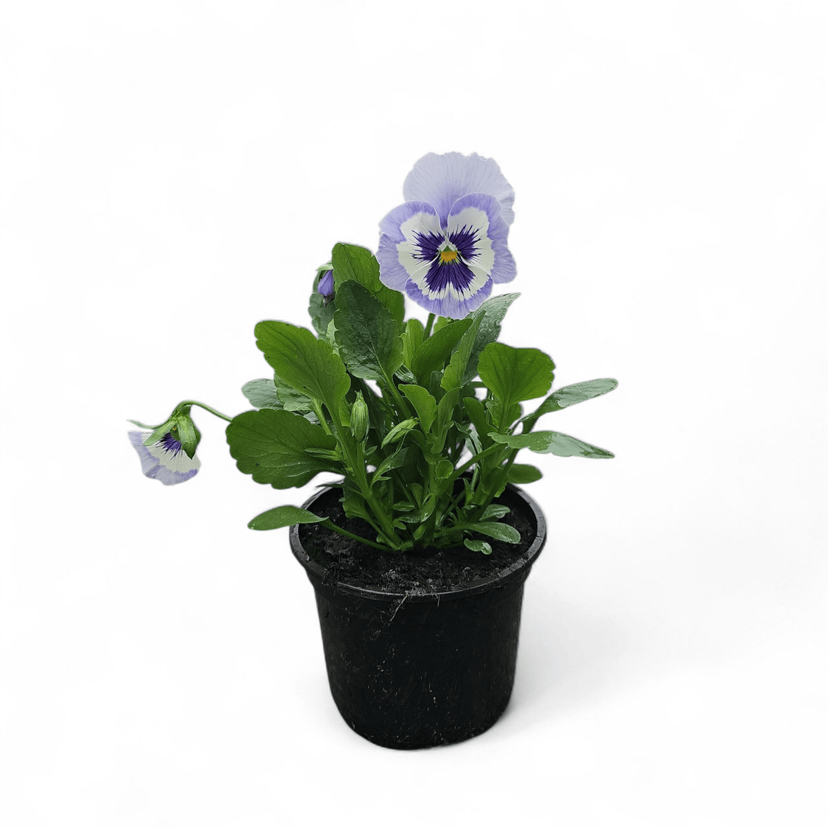 Viola wittrockiana, Velikocvetna mačeha