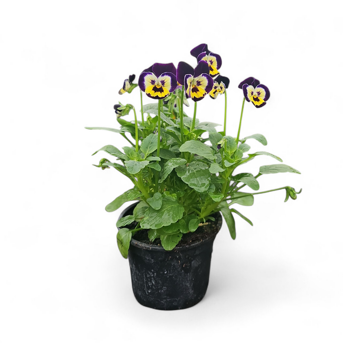 Viola tricolor var. hortensis, drobnocvetna mačeha