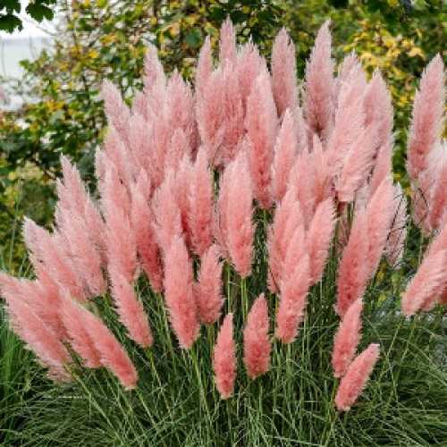 Cortaderia selloana mini, Pampaška trava mini več barv
