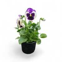 Viola wittrockiana, Velikocvetna mačeha