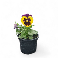 Viola wittrockiana, Velikocvetna mačeha