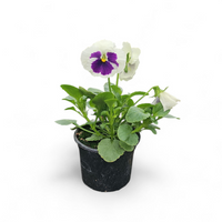 Viola wittrockiana, Velikocvetna mačeha