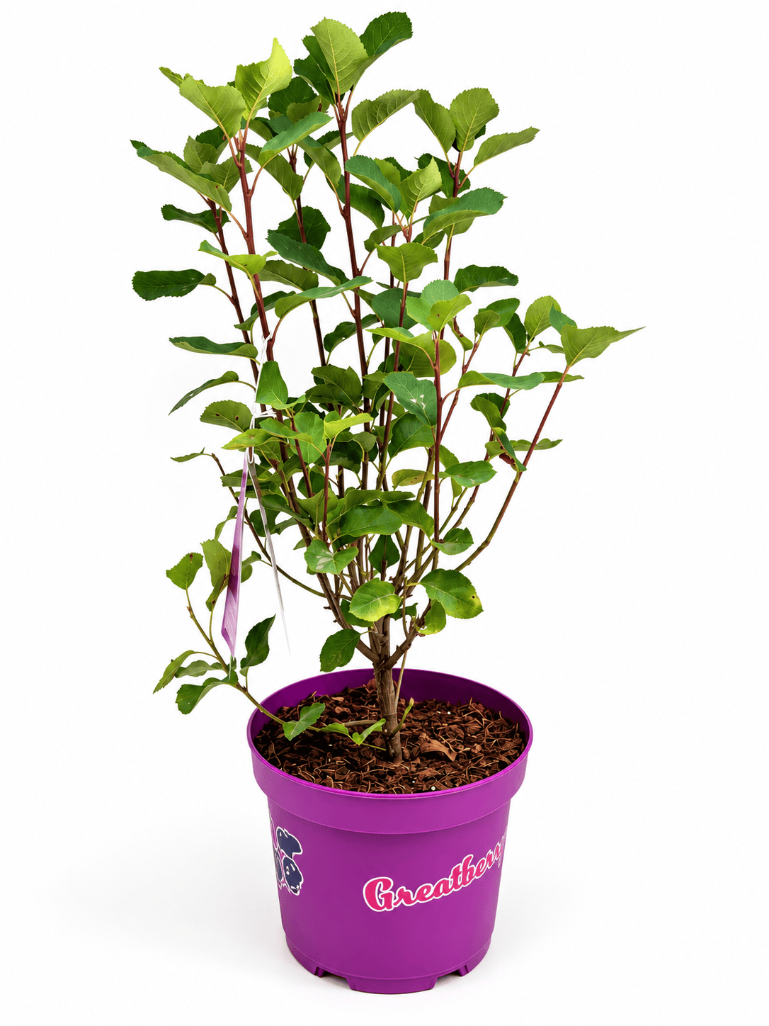 Amelanchier alnifolia ‘Greatberry Garden’ – šmarna hrušica