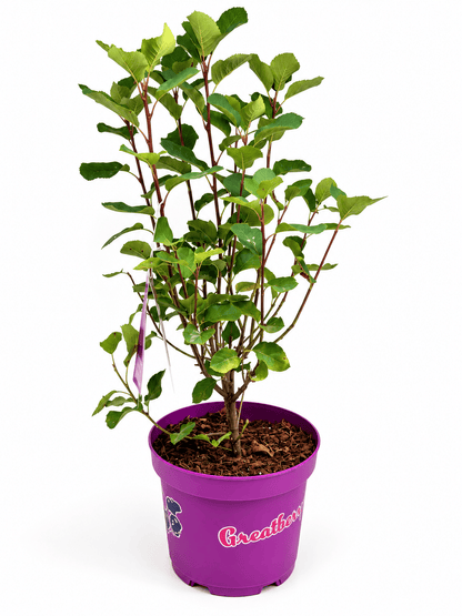 Amelanchier alnifolia ‘Greatberry Garden’ – šmarna hrušica