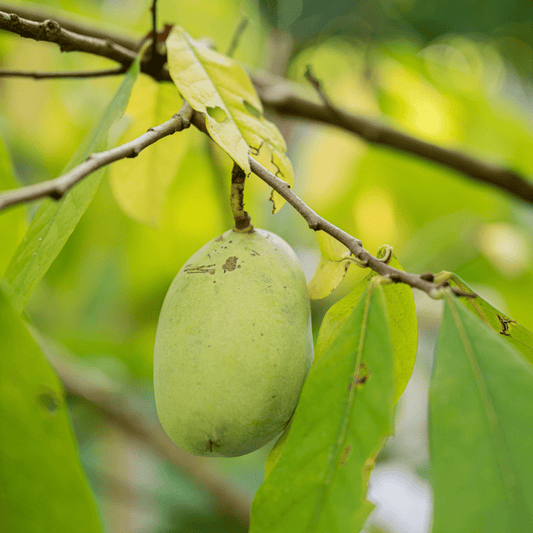 Asimina triloba Prima 1216