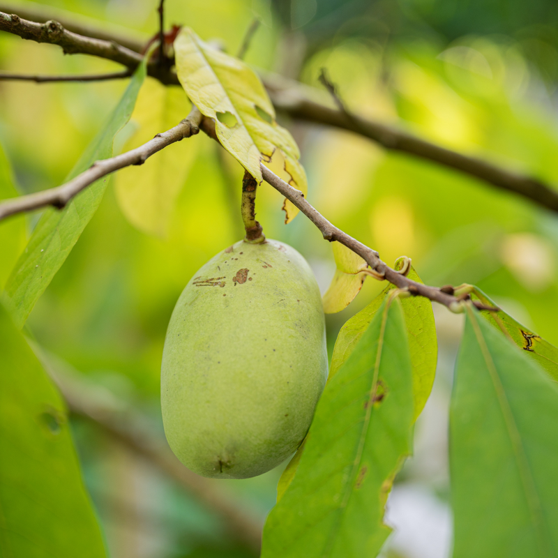 Asimina triloba Prima 1216