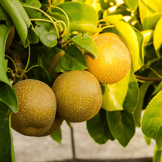 Pyrus pyrifolia Nashi, Naši