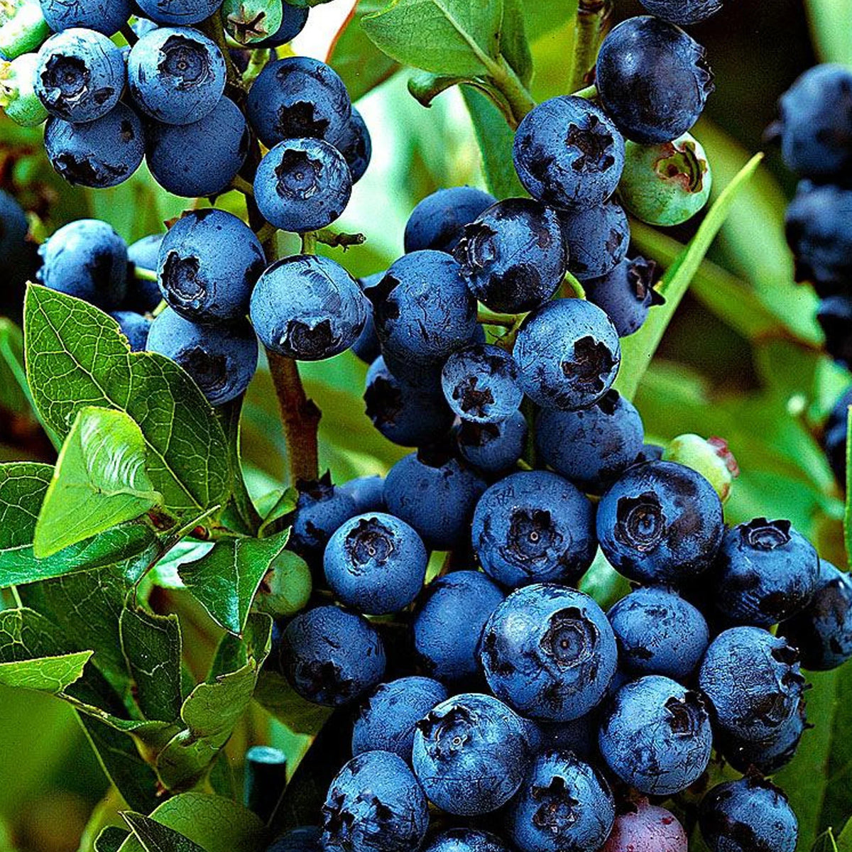 Vaccinium Corymbosum Jersey, Ameriška žlahtna borovnica