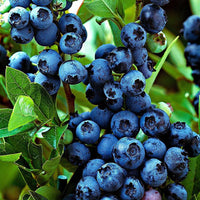 Vaccinium Corymbosum Jersey, Ameriška žlahtna borovnica