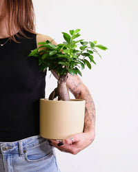 Bonsai Ficus Ginseng v loncu
