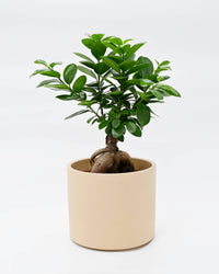 Bonsai Ficus Ginseng v loncu