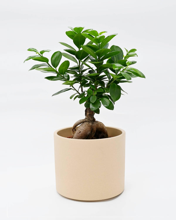 Bonsai Ficus Ginseng v loncu