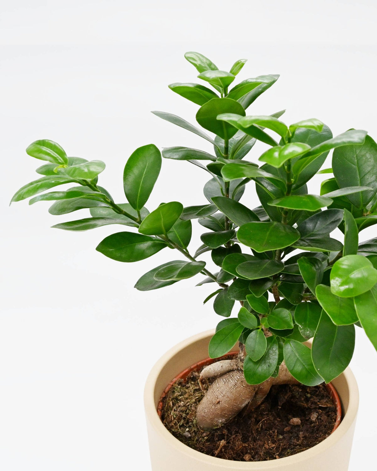 Bonsai Ficus Ginseng listi