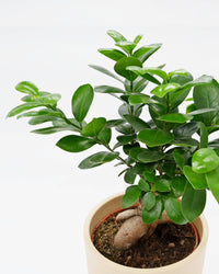 Bonsai Ficus Ginseng listi