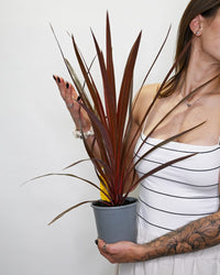 Cordyline Australis Red star, kordelina v loncu