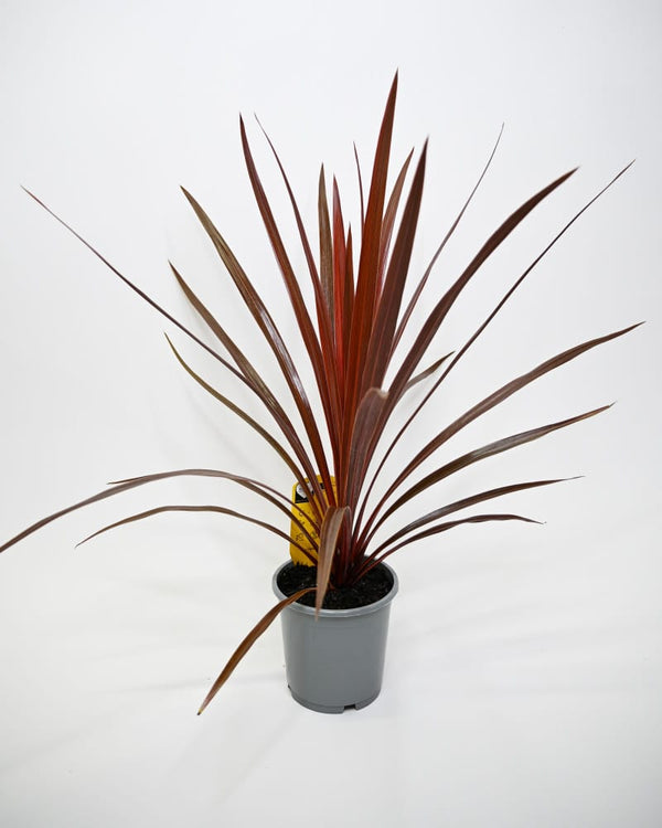Cordyline Australis Red star, kordelina v loncu