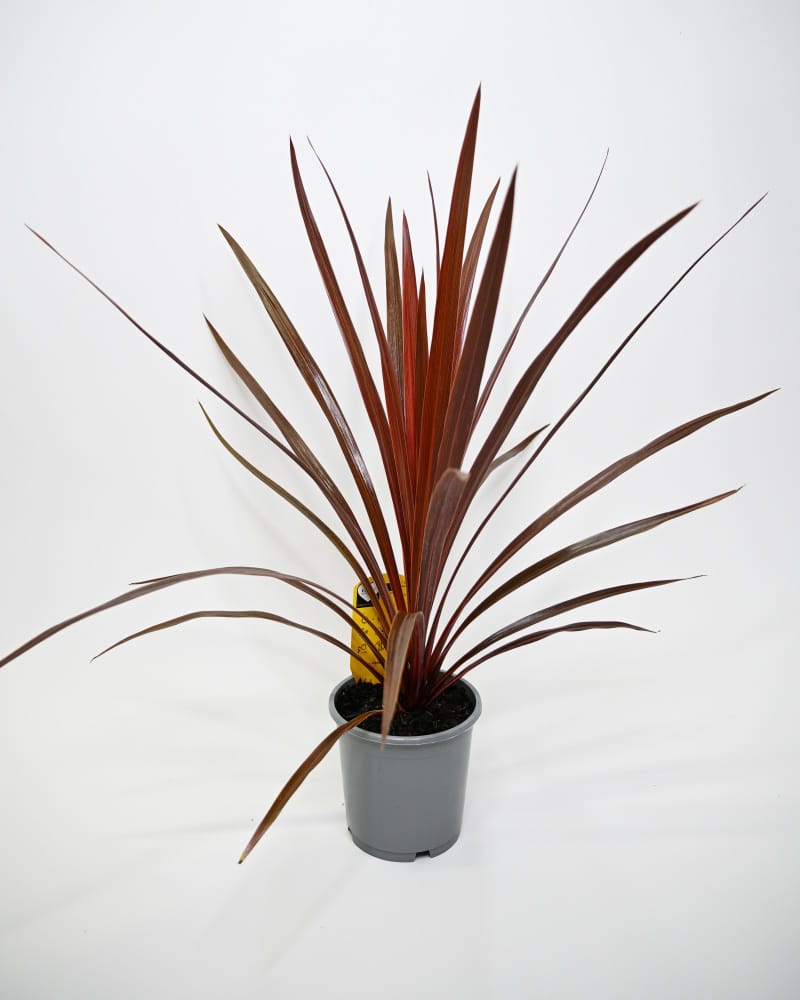 Cordyline Australis Red star, kordelina v loncu