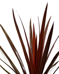 Cordyline Australis Red star, kordelina listi