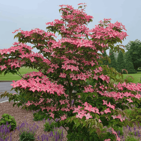 Cornus Cousa "Scarlet Fire", japonski dren