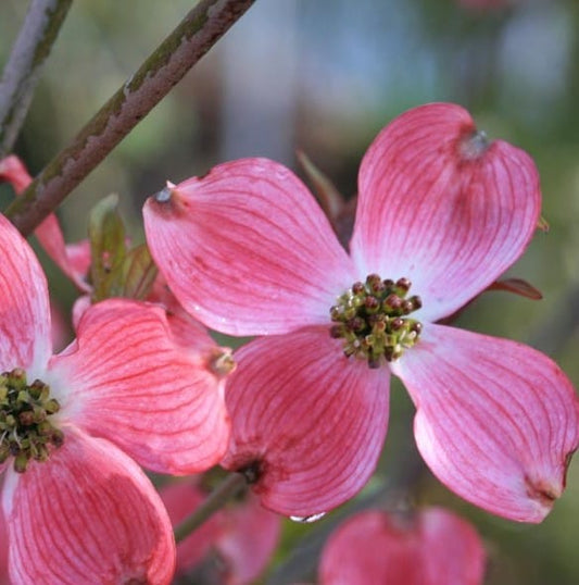 Cornus florida Rubra, Floridski dren, cvetnik