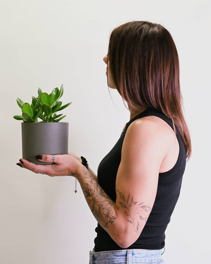 Crassula Ovata v lončku